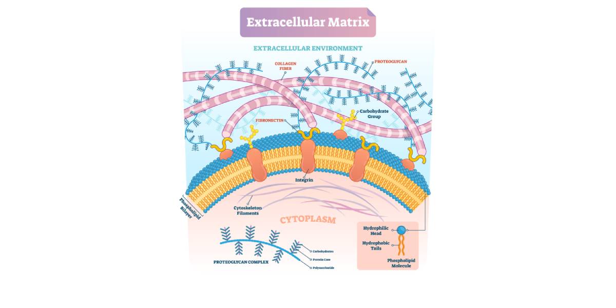 Extracellular-Matrix, Proteasen und körperliche Belastung