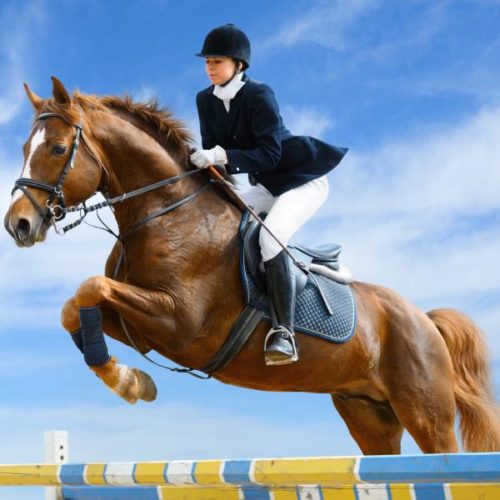 Verletzungen und Erkrankungen im Elite-Pferdesport: Eine prospektive Zwei-Saisonzeiten Studie