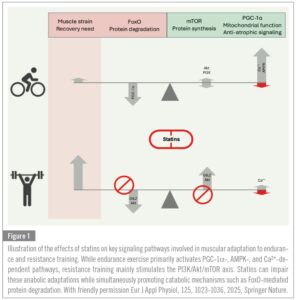 Illustration of the effects of statins on key signaling pathways